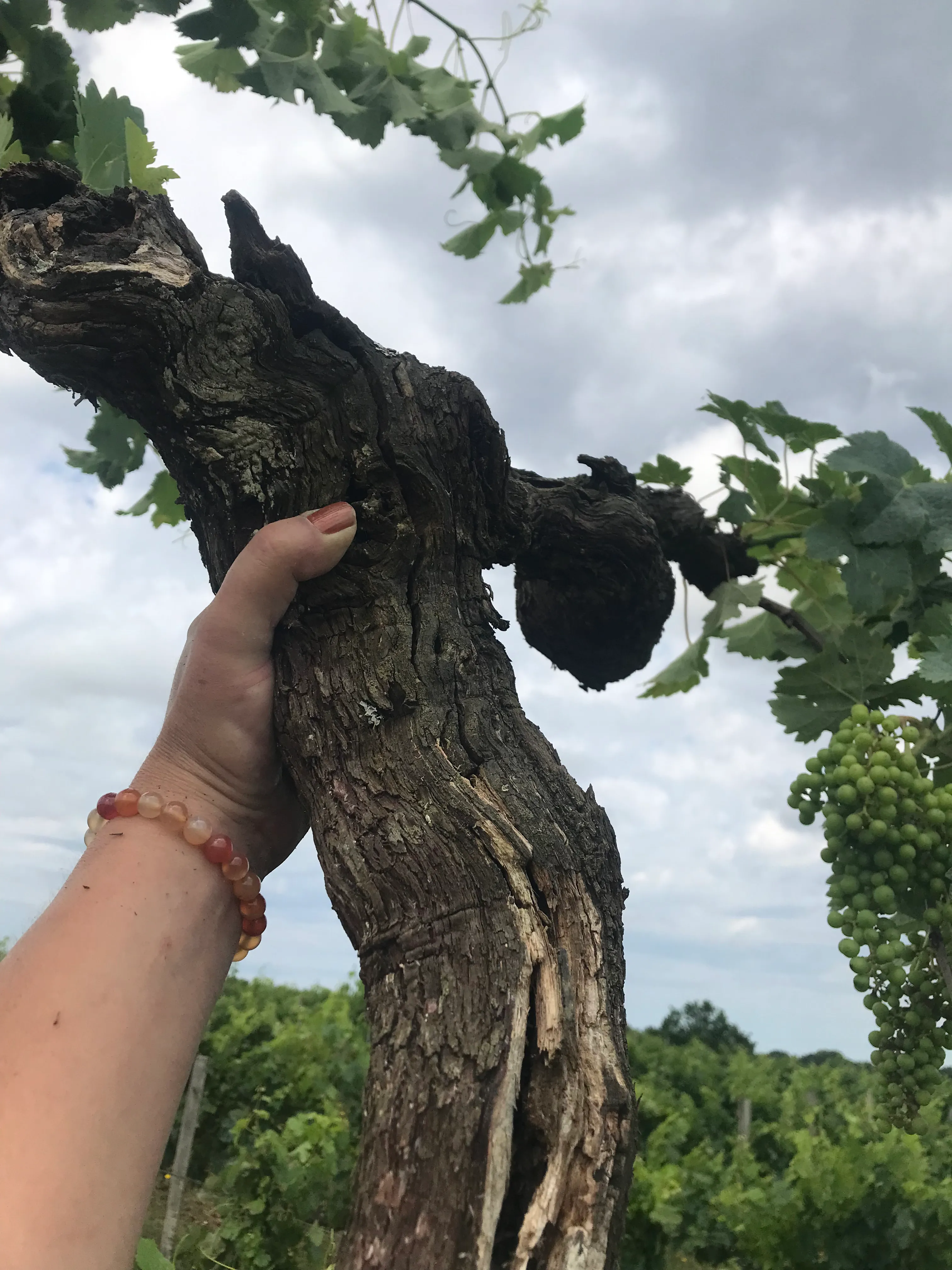 Pied de vigne
