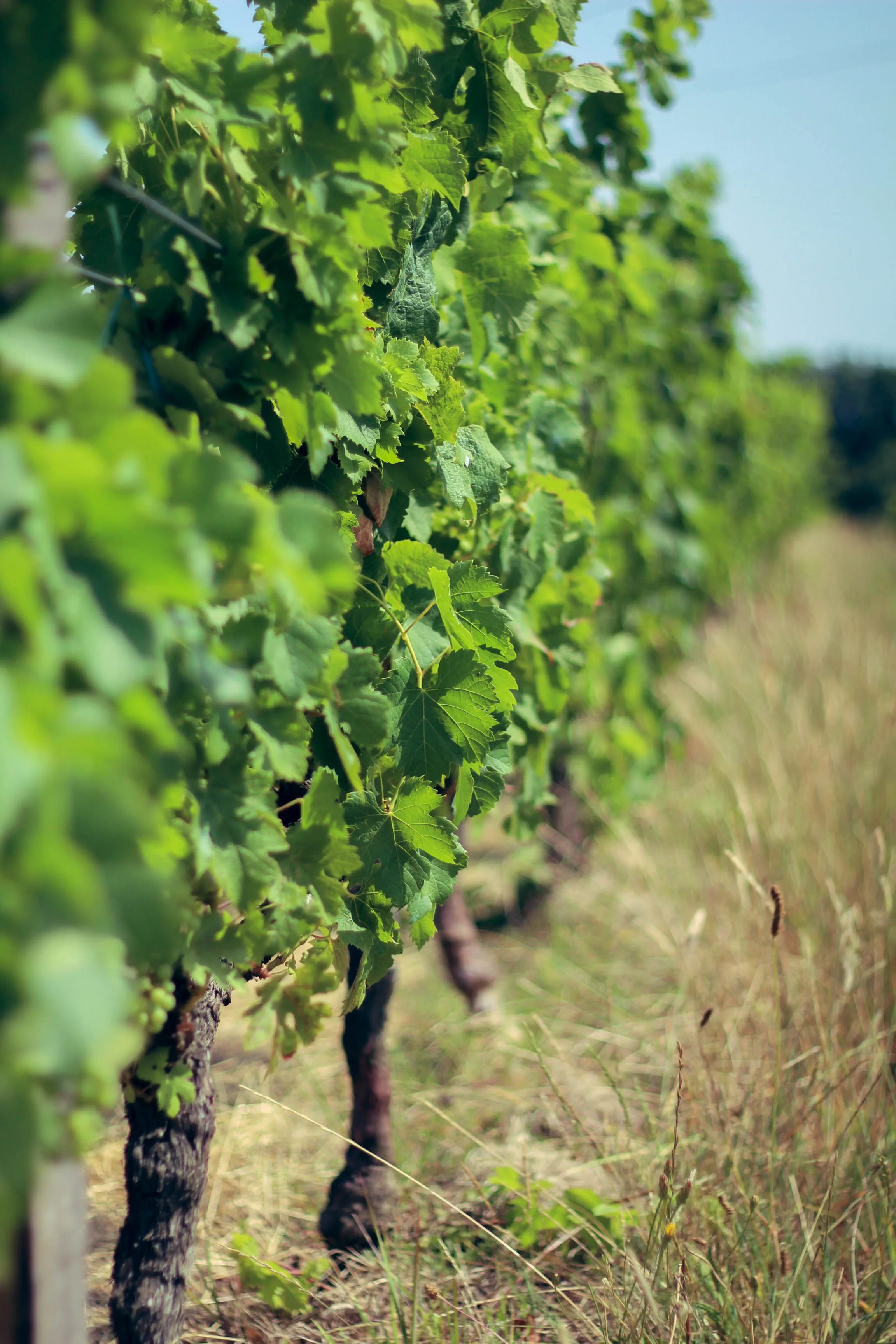 Terroir de graves argileuses