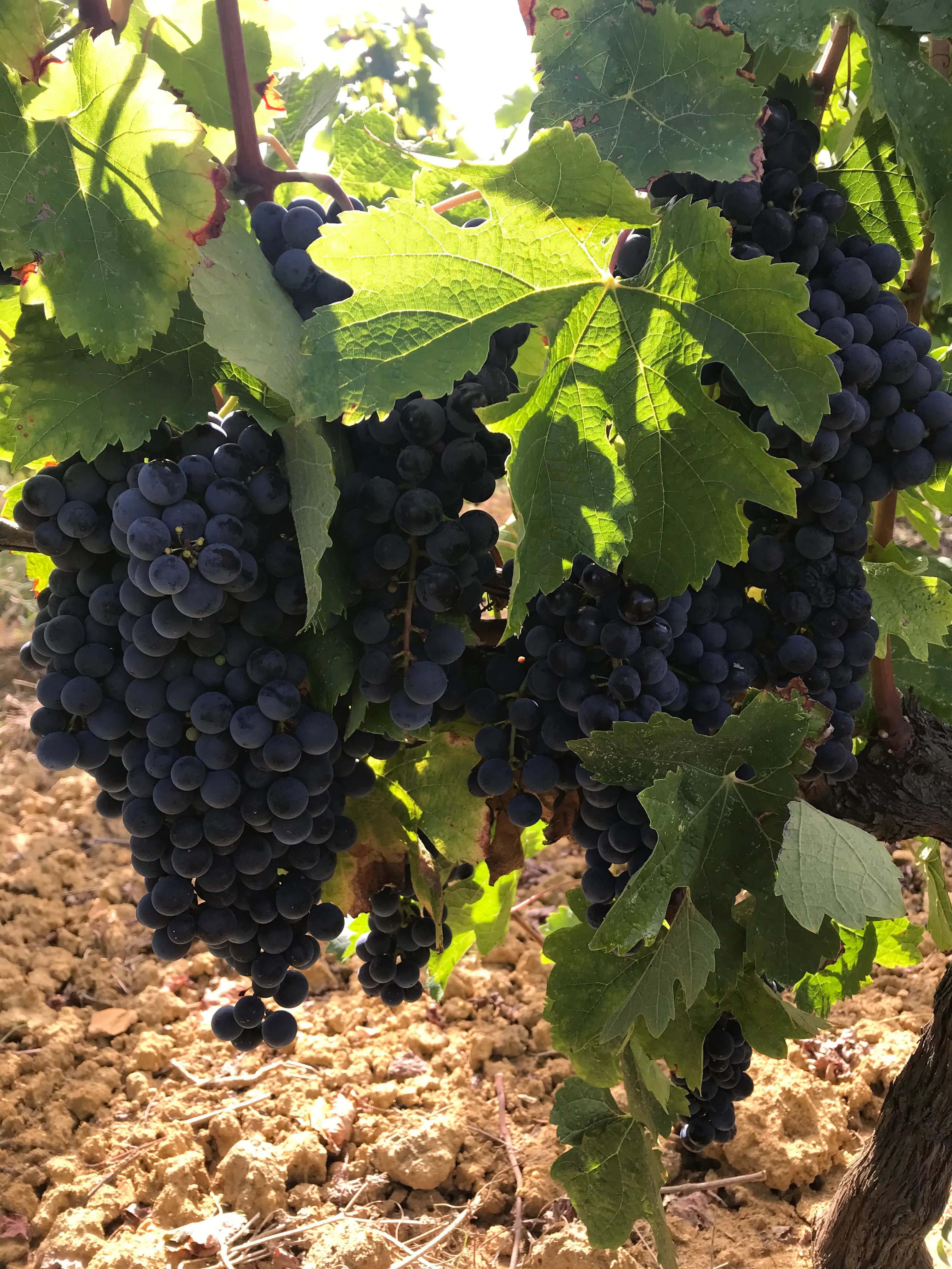 Vendanges