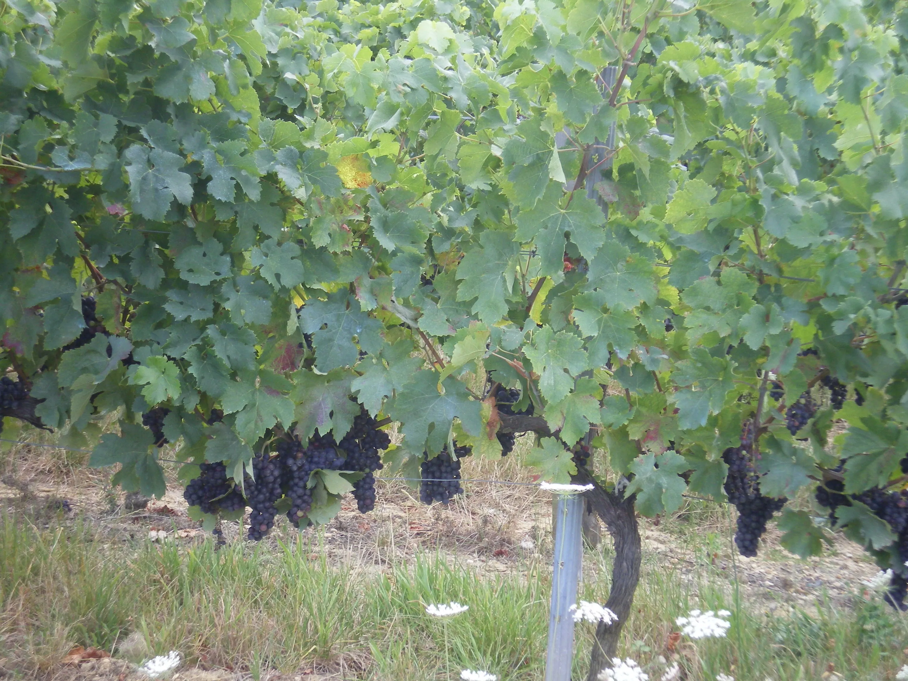 Les vignes de Tauriac